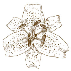engraving illustration of tiger lily flower