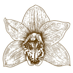 engraving illustration of orchid flover