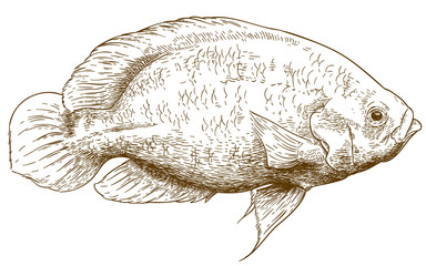 engraving illustration of oscar fish