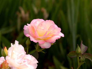 Rosa Rose im Seitenprofil