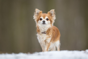 Chihuahua dog