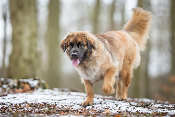 Leonberger dog