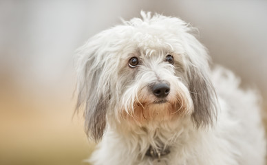 Coton de Tulear dog