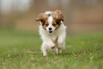Cavalier King Charles Spaniel dog