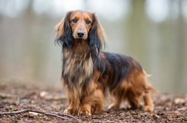 Obraz premium Dachshund dog