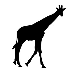 black silhouette of a giraffe. isolated vector illustration
