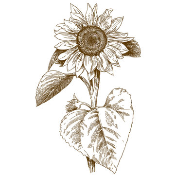 engraving illustration of sunflower