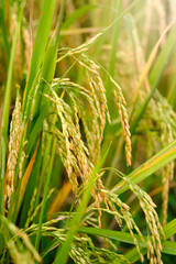 Rice in field conversion test at Asian
