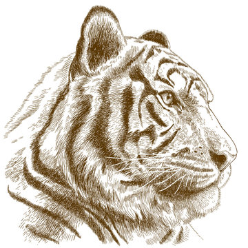 engraving illustration of tiger head