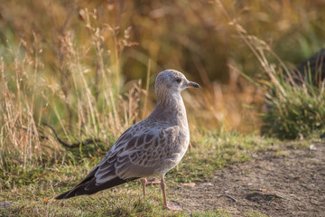 Young seagull - closeup
