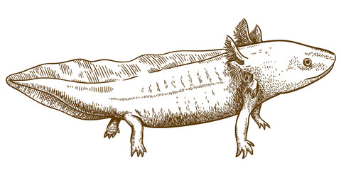 engraving  antique illustration of axolotl salamander