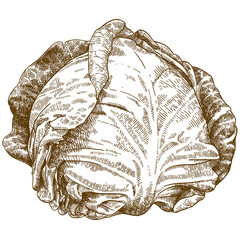 engraving illustration of cabbage