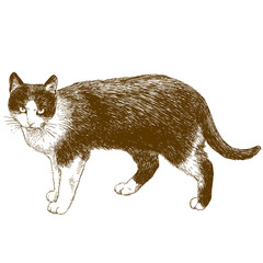 engraving illustration of cat