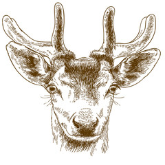 Fototapeta premium engraving illustration of reindeer head
