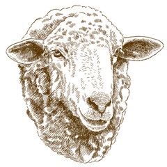 engraving drawing illustration of sheep head - 184205116
