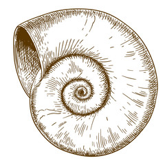 engraving illustration of spirall shell