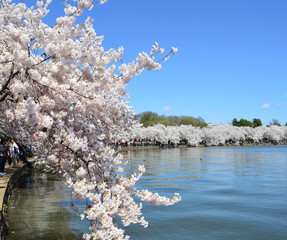 Cherry Blossom Season In Washington D.C.
