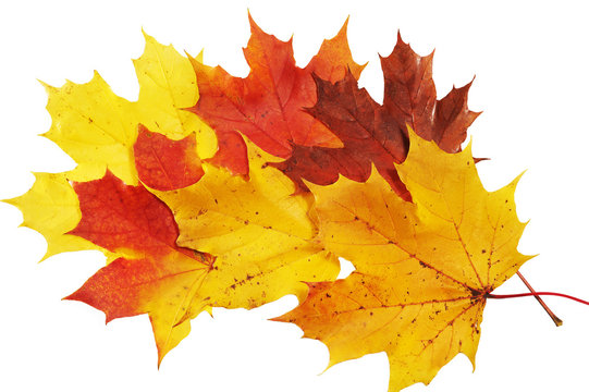 Red and yellow maple leaves on white background
