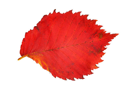 Bright red elm leaf on white background