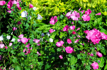 Obraz premium Blooming garden flowers hollyhocks