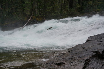 Lachswanderung in Kanada