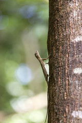 Flying lizard at Tangkoko national park