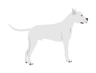 Dog portrait of American Staffordshire pit bull terrier vector illustration isolated. Doga Argentino. Beware of dog.