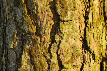 Texture of pine tree stems.