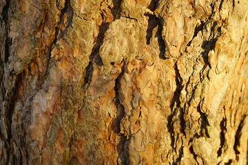 Texture of pine tree stems.