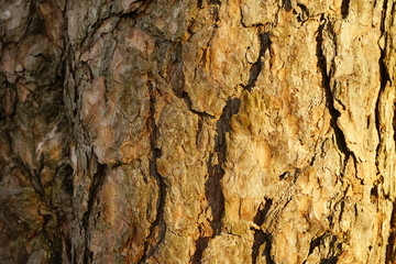 Texture of pine tree stems.