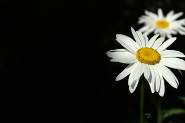 Large white Daisy growing in the flowerbed in the garden on a dark background, summer