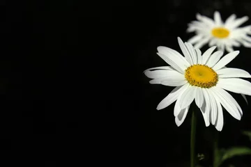 Zelfklevend Fotobehang Madeliefjes Large white Daisy growing in the flowerbed in the garden on a dark background, summer
