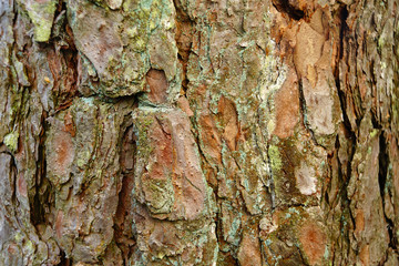 Texture of pine tree stems.