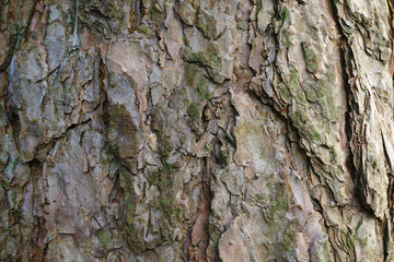 Texture of pine tree stems.