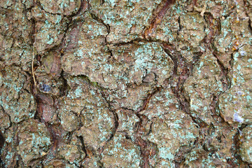 Fir tree bark texture detail.