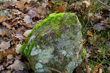 A stone covered with green moss.
