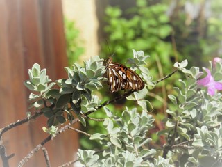 Borboleta colorida no jardim.