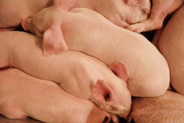 Young piglets sleeping together. © oleksandr
