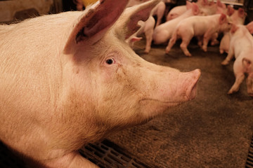 A sow with piglets in room.