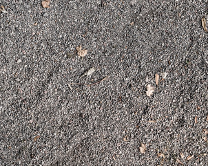 gray grainy sandy ground with leaves. background, texture.
