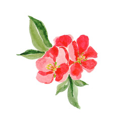 Japanese style. Botanical watercolor illustration of Red quince flower in blossom isolated on white background with description