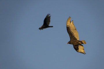 Turkey Vultures Soaring through a Blue SkyOn Golden Wings