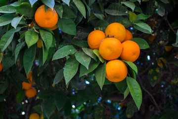 Orange fruit. Orange tree with fruits. Spain.