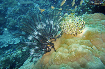 Haarstern, Federstern (Comanthus sp.)