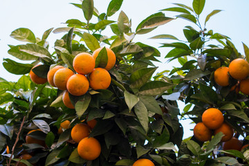 Orange fruit. Orange tree with fruits. Spain.