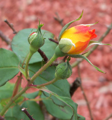 Orange and yellow rose buds