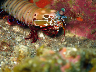 bunter Fangschreckenkrebs (Odontodactylus scyllarus)