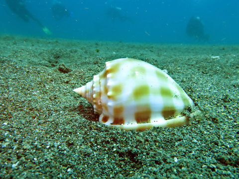 B&auml;nder-Helmschnecke (Phalium bandatum)
