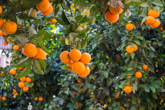 Orange fruit. Orange tree with fruits. Spain.