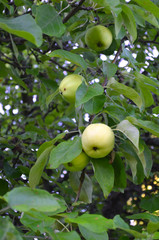 fresh green apples on a tree branch closeup